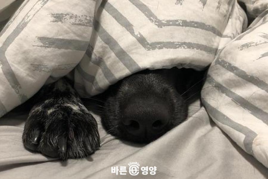 수면으로 인한 자연스러운 강아지코건조 증상.png.jpg