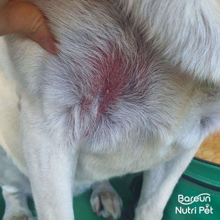 강아지피부병 종류 알레르기성 피부염.jpg