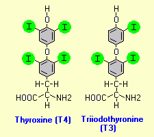 T3-T4-thyroid-Combination2-Jeffrey-DAch-MD (1).gif