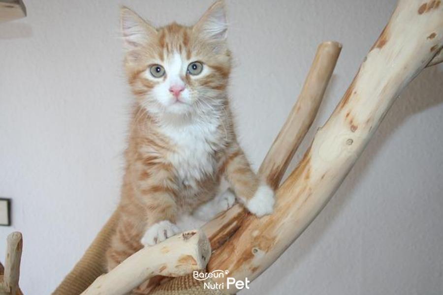 뱅갈 고양이와 메인쿤 다리 건강 지키는 팁.png.jpg