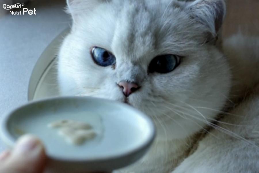 고양이 눈에 좋은 영양소.png.jpg