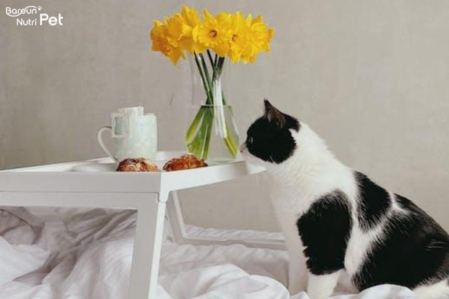 고양이가 싫어하는 향과 집에 절대 두면 안되는 위험한 꽃.png.jpg