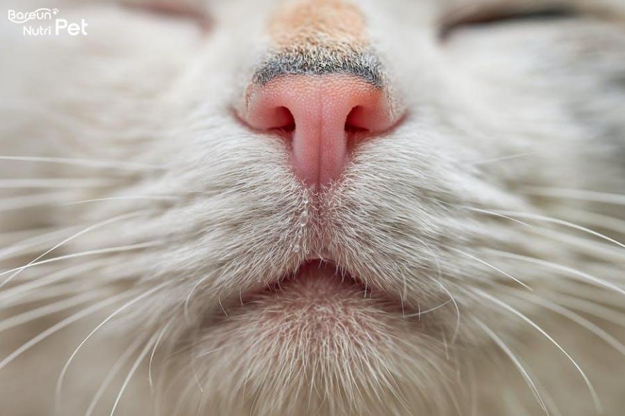 고양이 구내염 입냄새 5.png.jpg