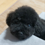 김은향