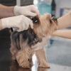 강아지귀냄새 없애는 강아지귀청소 방법 - 건강정보 - 바른뉴트리