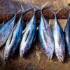 등푸른 생선 먹어야 하는 이유와 등푸른 생선 효능