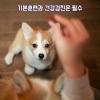 강아지를 키우고 싶지만 처음이라면? 초보자가 키우면 좋은 반려견품종