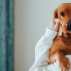 강아지입냄새 원인과 개선 방법