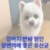 강아지 변비 증상에 좋은 음식으로 유산균 급여 효과(알파유산균)