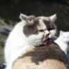 고양이 귀청소 주기부터 올바른 방법 주의사항까지