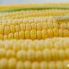 GMO식품과 유전자변형식품에 관한 오해와 진실