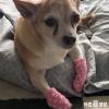 강아지발사탕 이유와 습진 문제 해결방법