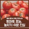 토마토 효능 부작용 놓치기 쉬운 주의사항까지