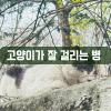 반려묘 고양이가 잘 걸리는 병 