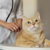 고양이 신부전 증상과 예방방법