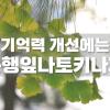 기억력저하 막아주는 기억력에좋은음식 은행잎나토키나제