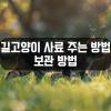 길고양이 사료 양 주는 방법
